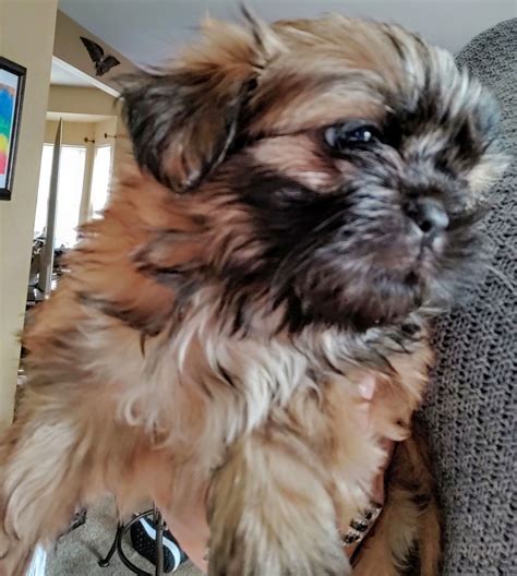 Add A New Member To Your Family: Healthy, Friendly and Smart Santa Rosa Shih Tzu Puppies. Prince Geroge Drive, Prince George, VA 23842